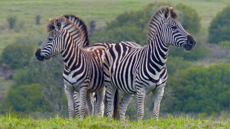 Two zebra standing on a small hill, peacefully appreciating the spectaculor scenery of the Ballots Nature Reserve that surrounds your luxury villa at Cliff Top Houses, South Africa.