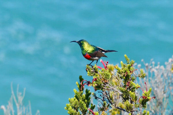 A picture of one of our many 'visitors' to our neighborhood - the pretty Narina Trogon - perched on a shrub outside the villa, taking in the wonderful ocean view in front of him